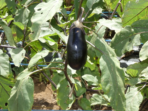 2〜4名様向け野菜セット／旬の野菜7種