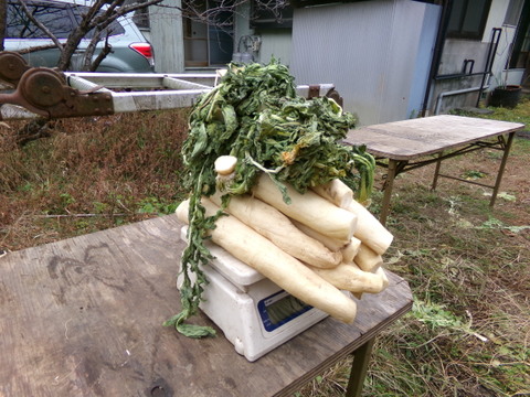 【　沢庵 　小さい樽　】沢庵5本前後、重さ5キロ以下　農薬不使用の大根をぬか、塩、砂糖少々で漬ける