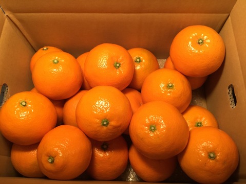 【甘酸っぱいつぶつぶ食感】愛媛県産伊予柑（ご家庭用）8kg