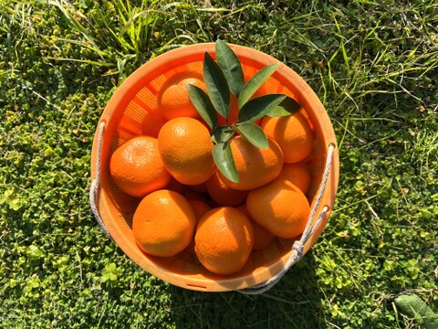 柑橘ミックス 5kg 有機肥料100%！化学合成農薬半分！【柑橘食べ比べ】
