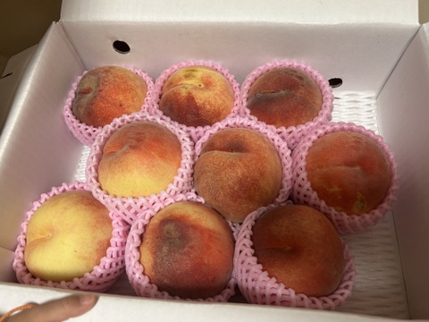 【お試し規格】訳あり C品　約3kg　8～14玉　9月上旬　お得にたくさん食べたい方へ　農家直送