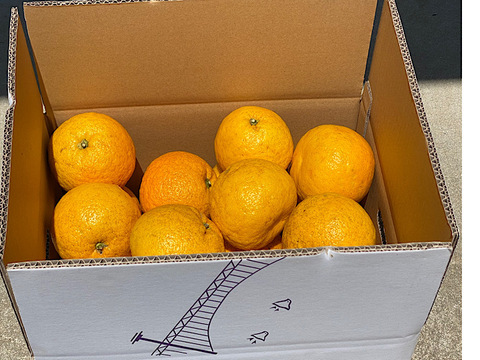 今が旬の
幻の柑橘　淡路島なるとオレンジ　１０kg数量限定