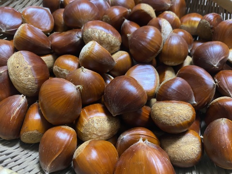 年に一度は栗ご飯！秋を楽しもう！栗2kg