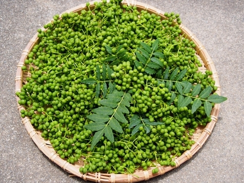 ⋆⸜食の世界遺産⸝⋆本場 有馬の実山椒🌿 たっぷり500g 実山椒（生）有馬温泉の麓よりお届け♨️ 兵庫県有馬特産 山椒の実 希少な有馬山椒🌟 栽培期間中農薬不使用《クール便🛻》