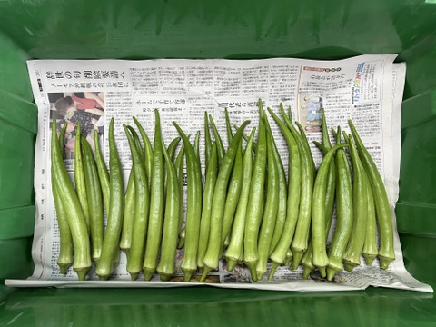 【訳アリ特価！】大きくても柔らかい『島オクラ』2kg箱