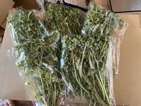 山形の夏の伝統野菜スベリヒユ（ひょう）1kg（200g×5袋）