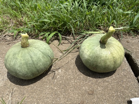 甘い！ホックホク！「栗カボチャ」　約3キロ(2~3個)