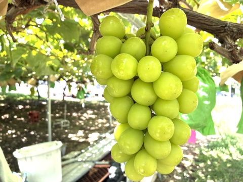 限定1点ﾓﾉ！:特大大粒1房約1000g☆山梨県産シャインマスカット贈答　ギフト　家庭用にも　予約⑩