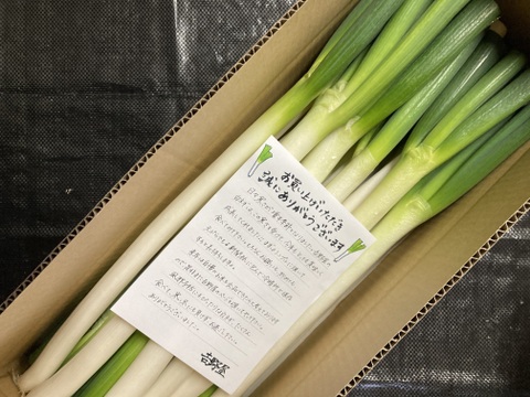 【今だけ500円OFF】甘くてトロトロ！三瓶町志学産の『白ネギ』(３kg)