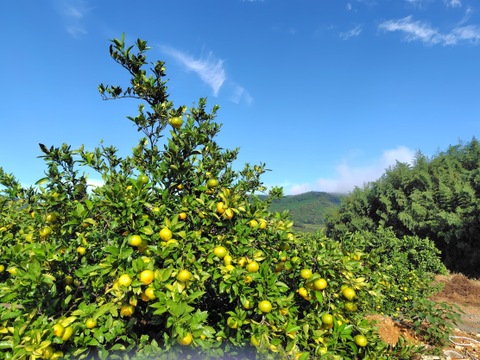 フレッシュ青切りみかん　小さなサイズ　約2.5㎏