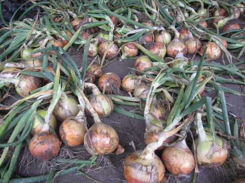 ”プロアスリート監修”　蒜山高原産　トウモロコシ　ドルチェ 4.5kg(９本～１２本）必ずクール便を選択してください（2025年度は8月10日まで）