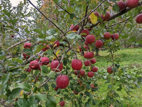 果汁100％「完熟サンふじ」りんごジュース600ml×6本