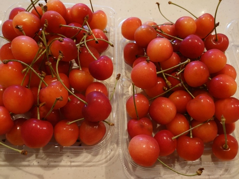 【予約】北海道仁木町産さくらんぼ（佐藤錦）350ｇｘ２パック