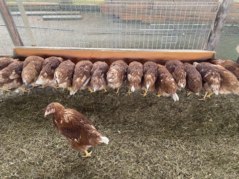 【大寒卵】無病息災・金運上昇の縁起物・平飼い養鶏卵『Bon-TAMA』M~Lサイズ（30個入り）