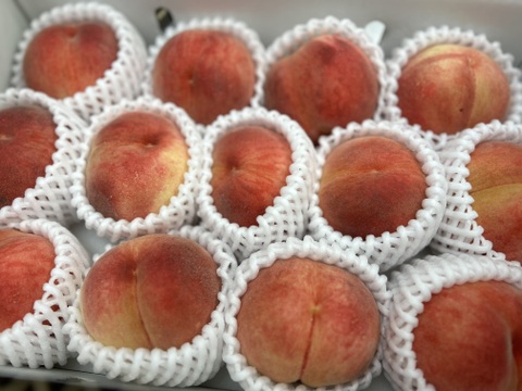すぐ発送！🍑山梨県産朝採れ白桃】約4キロ！特大～中サイズ11～14