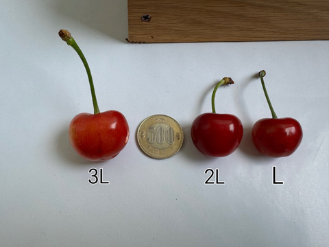 さくらんぼ【紅秀峰】1kg