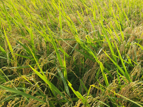 【令和7年新米】最高評価「特Ａ」獲得の極上米 ミネアサヒ 10kg 化学肥料不使用 農薬節減栽培 白米 玄米 ギフト対応可