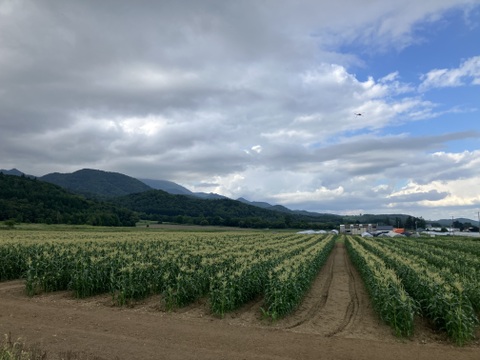 ★富良野産とうもろこし【黄・白】食べ比べセット♪　サニーショコラ３㎏・ホワイトショコラ３㎏　各７～９本入り