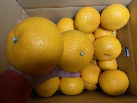 さわやかな甘酸っぱさとほろ苦さ。【精品】サンフルーツ（５ｋｇ）サンプル糖度１２度