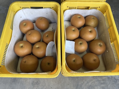 新高梨 にっこり梨 食べ比べセット 栃木産　3キロ(5-6個)