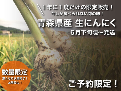 【予約限定】約５００ｇ！青森県産 最高級品種 ホワイト6片の生にんにく【令和６年新物】