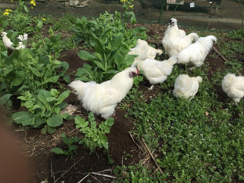 烏骨鶏のたまご 有精卵 6個入り× 4パック 有機畑育ちの健康優良鶏 産みたて鮮度抜群！放し飼いでストレスフリー：茨城県産の有精卵｜食べチョク｜産地直送(産直)お取り寄せ通販  - 農家・漁師から旬の食材を直送