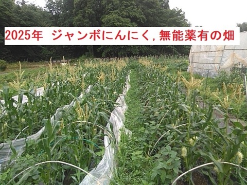 【今が旬】大きさと味に感動！安心安全の農法で育てたジャンボにんにく【一房】