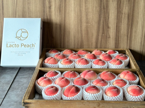 【7月発送！限定30箱】乳酸菌で大切に育てた特別な桃《プレミアムブランド》ラクトピーチ 2P 【ギフト】【贈答用】【夏ギフト】化粧箱でお届け！農園から直送