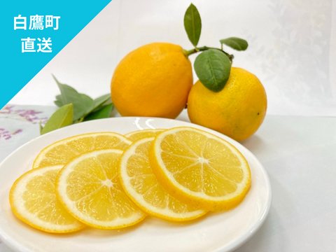 【山形県白鷹町産】丸かじり！マイヤーレモン  1kg