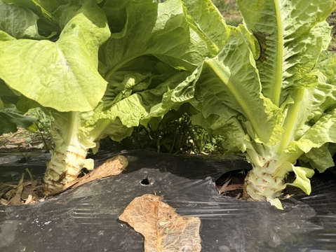 期間限定！【カラダすっきり美活野菜】カリウム＆食物繊維が豊富！驚きのシャキシャキ「茎レタス（チシャトウ）」　お得な3本セット
