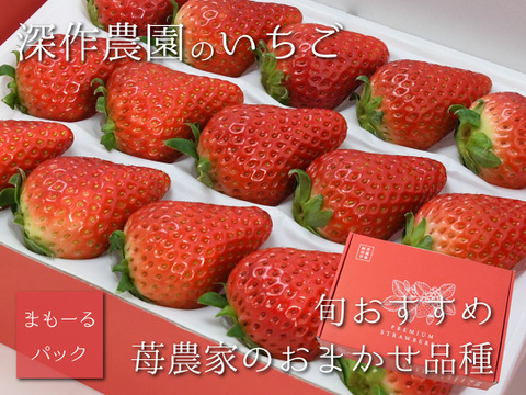 茨城いちごグランプリ3年連続受賞！　いちご農家おすすめの旬のいちご苺（いちご・イチゴ）【苺まもーるパック】