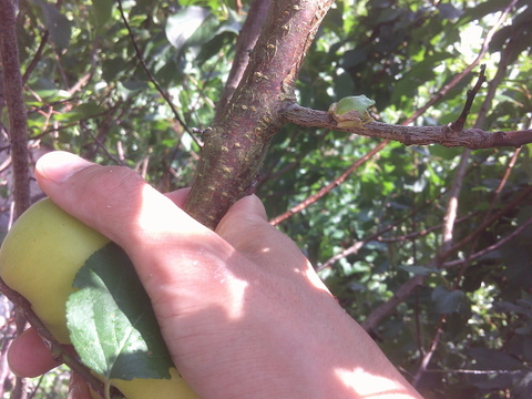 生梅　早い者勝ち【自然栽培　梅干し用梅　梅酒用　など２キロ】これで最後です！