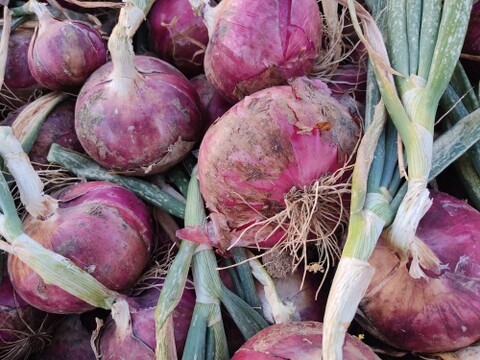 🧅幻の赤新玉ねぎ！極上の甘み「泉州の茜」約4.5kg　採れたて瑞々しい彩りBOX🧅