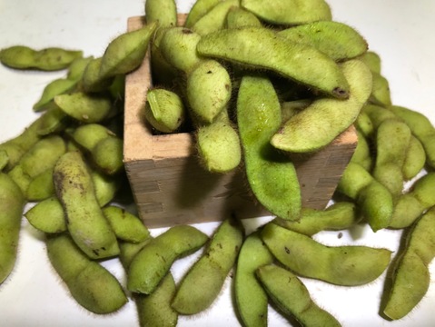 丹波産の丹波黒枝豆！【莢とり 1.5kg(300g×5袋)】農薬/化学肥料/除草剤不使用、真心こめて育てました！今だけの特別な味をぜひ『10月20日頃より発送』