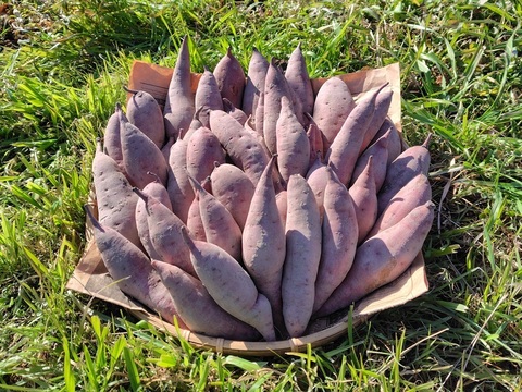 【訳あり品】「べにはるか10kg」（小～中サイズ、自然栽培：栽培期間中農薬・肥料不使用）