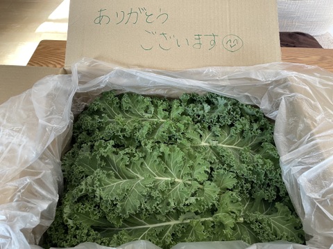 有機栽培！農薬不使用！栄養満点！カリーノケール！2kg！