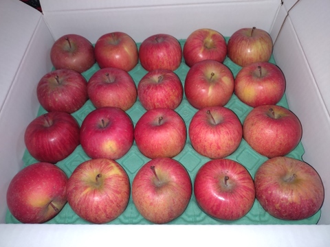 【スマートフレッシュりんご】木成り完熟「サンふじ家庭用5ｋｇ」