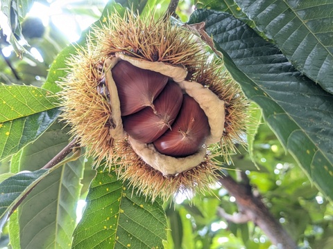 100% 国産和栗のくり甘納豆