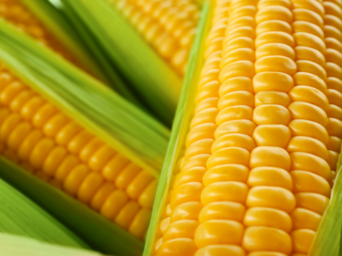 【予約販売｜5月末〜発送】朝採れ直送🌽甘さ爆発！HANA FARMのゴールドラッシュ ３kg