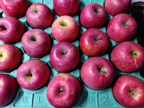 ジューシーな須坂産家庭用サンふじリンゴ（約5キロ）