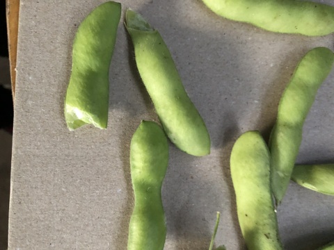 朝採りブランド枝豆のハネダシ！規格外品。捨てるには勿体無い。