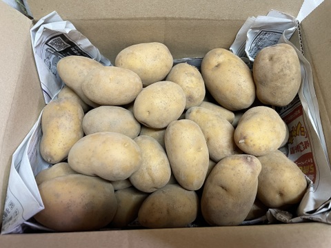 貴重な品種のじゃがいも「インカのめざめ」（2kg）