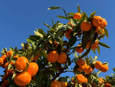 本物をお得に！ 木成り完熟🍊ご家庭用 有田みかん【サイズ混合・5kg箱】
