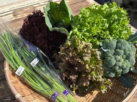 FARMABEまなごむじん直売所の便り。
毎日採れたてが並ぶ野菜をお届け‼️
100サイズ（3〜4人）
※画像は季節による参考野菜となります。