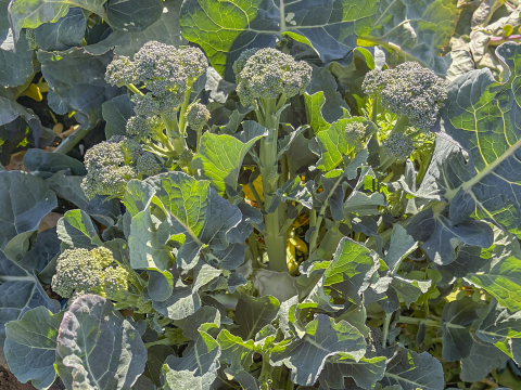 【お買い得！】もぎたてスイートブロッコリー 1kg わき芽 甘くて濃厚！（静岡県磐田市産）