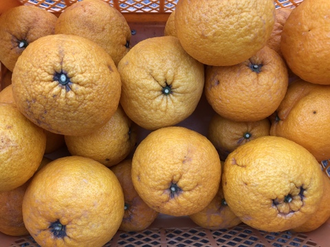 博多湾 能古島育ち!甘夏(10kg)