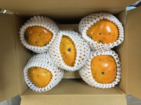 タンポポ農園の甘い太秋柿