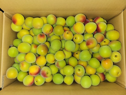 【特別栽培】和歌山県産　姫南高梅　L～2Lサイズ(梅干し用)５kg
