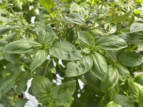 ☆有機JAS認証☆おまかせ野菜セット☆100サイズ箱詰め