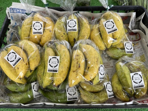 甘くて美味しい『三尺バナナ』1.5kg箱【予約販売開始】